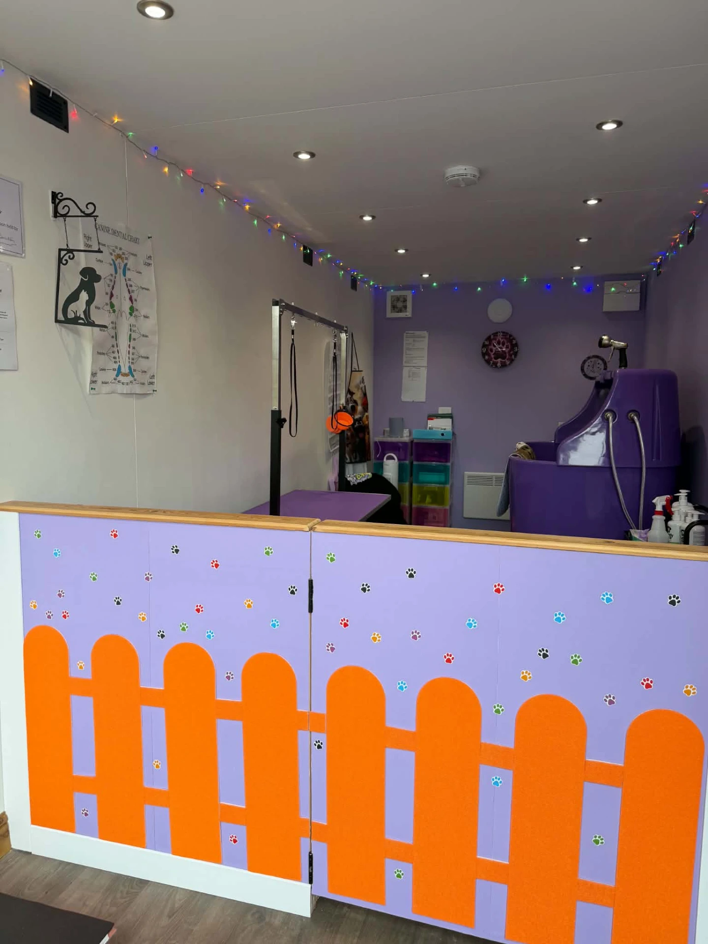 The K9 Hygienists salon interior with lilac walls, colourful lights and an orange picket fence decorated with paw prints