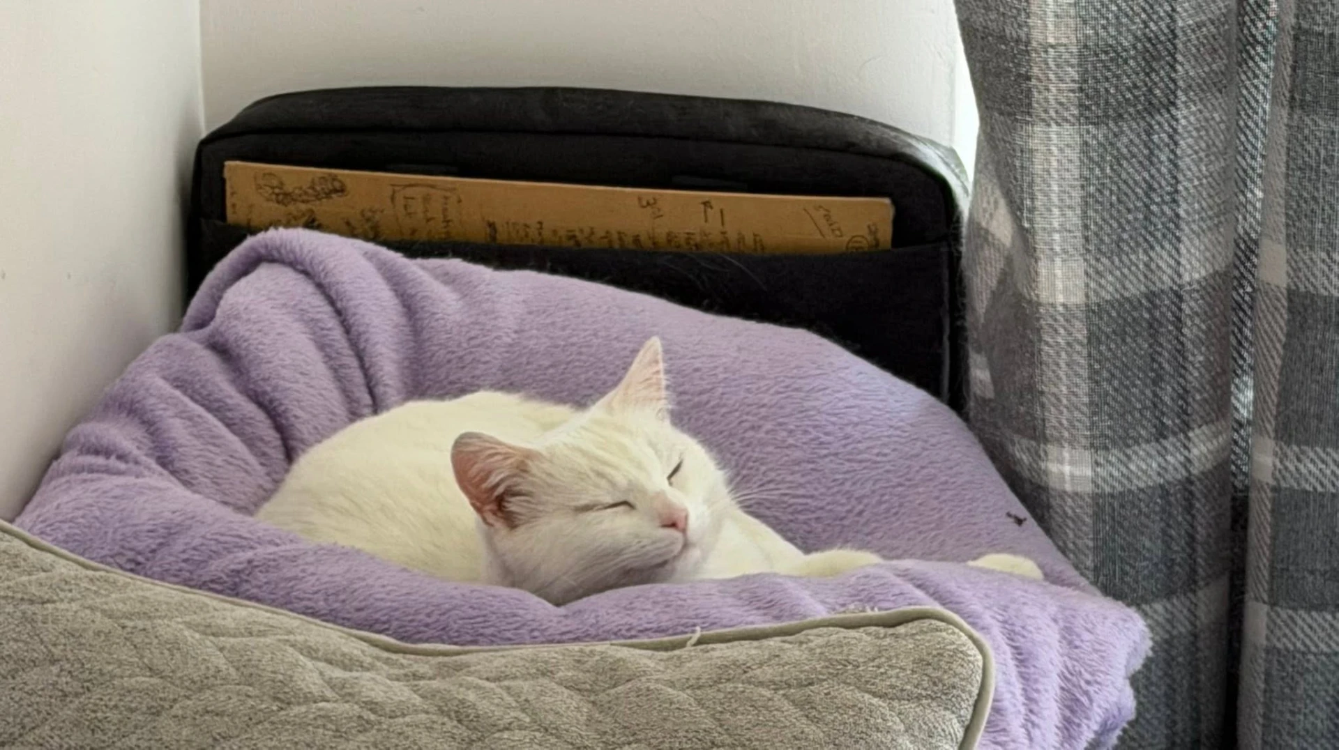 A white cat asleep in a lilac bed