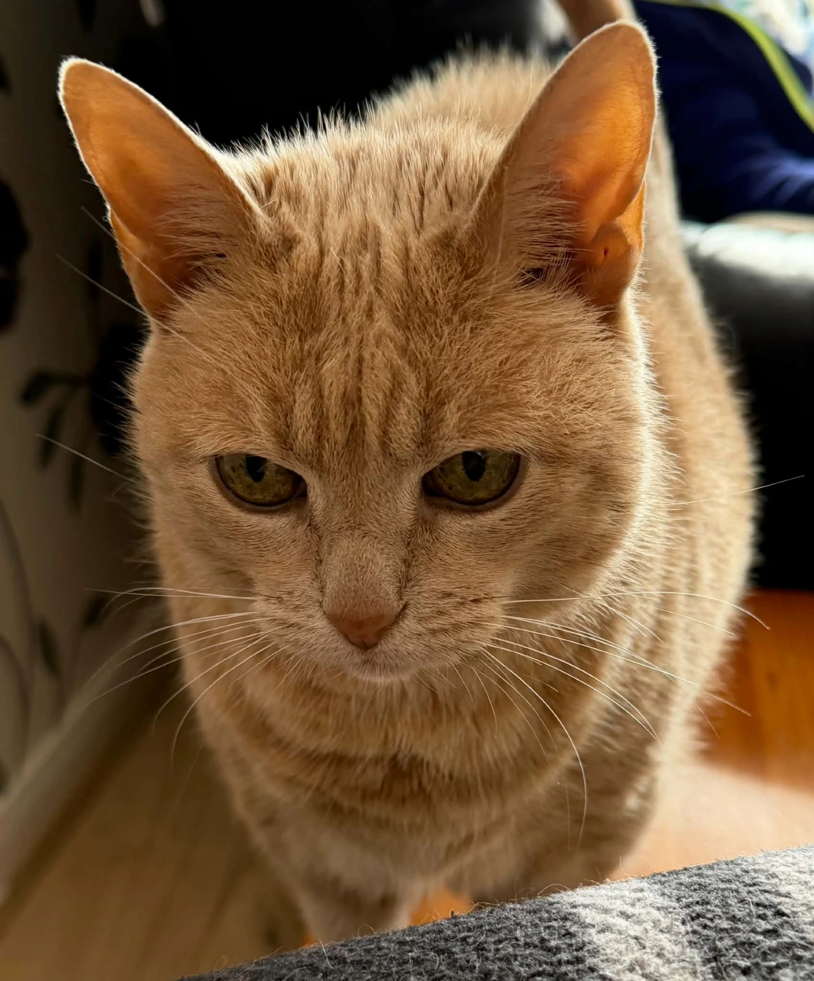 A ginger tabby cat sitting in the sunshine